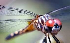 Khusus google chrome, harap gunakan tombol ctrl+f, jika anda menggunakan pc komputer, untuk mempermudah. Arti Mimpi Capung Hati Hati Tak Semua Artinya Indah