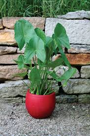 Image result for Loxogramme latifolia