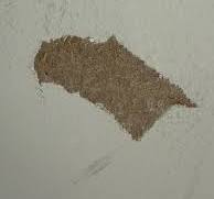 If paint comes off easily from wall is it a sign primer wasn ...