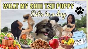 Read on to find out if your current food might be the problem and what the best dog foods for shih tzus are. Healthy Food For Shih Tzu Puppies Best Dog Food For Shih Tzu What My Shih Tzu Puppy Eats Youtube