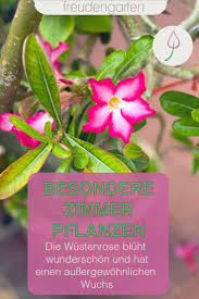 10 Ausgefallene Zimmerpflanzen In 2020 Pflanzen Zimmerpflanzen Tropische Pflanzen