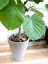 楽天市場 ウンベラータ 自然樹形 スタイリッシュ グレー ポット ファイバー製 鉢植え 大型 8号 観葉植物 送料無料 丸 鉢 灰 灰色 コンクリート ねずみ Land Plants 楽天市場店 観葉植物 鉢植え おしゃれ 植木鉢