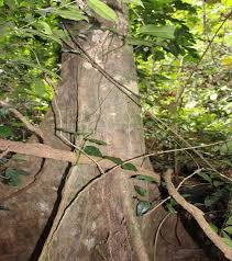 Image result for Pericopsis