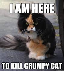 If you are familiar with grumpy cat then you will certainly enjoy these memes if you havent seen them already. 60 Funny Graphics Cat Memes Segerios Com