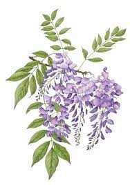 Wisteria Violeta Comun Gif Botanical Drawings Botanical Painting Floral Art