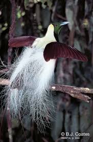 Emperor Bird Of Paradise Emperor Bird Of Paradise Paradisaea Guilielmi An Adult Male Birds Different Birds Birds Of Paradise