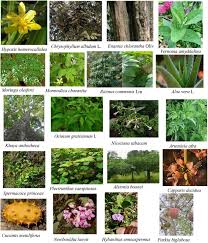 Image result for Bothriocline longipes