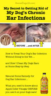 The most important items required to clean your dog's ears include the cotton balls and a cleansing solution which contains a mild amount of alcohol. The Secret To Getting Rid Of Ear Infections In Your Dog At Home Dog Ear Infection Remedy Dogs Ears Infection Dog Ear Wash