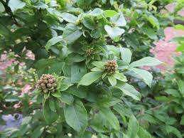 Image result for Combretum