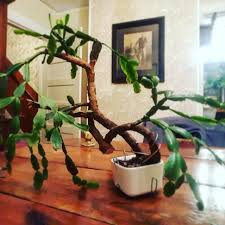 The christmas cactus is a colorful alternative to traditional holiday plants like poinsettias, and makes a beautiful addition to your holiday decor scheme. Christmas Cactus Bonsai Album On Imgur