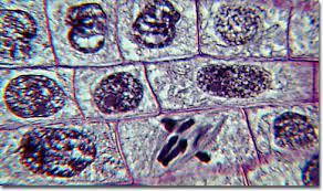 Mitosis, a phenomenon observed in all higher eukaryotes, is the mechanism that allows the nuclei of cells to split and provide each daughter cell with a complete this, coupled with cytokinesis (division of the cytoplasm), occurs in all multicellular plants and animals to permit growth of the organism. Molecular Expressions Photo Gallery Mitosis
