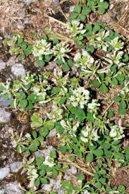 Image result for Trifolium wentzelianum