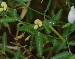 Image result for Aeschynomene glauca