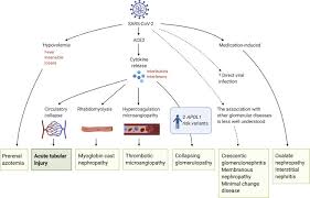 Causes include rapid progression of the original glomerular disease, renal vein thrombosis and allergic interstitial nephritis (antibiotics, diuretics, nsaids). Pathophysiology And Pathology Of Acute Kidney Injury In Patients With Covid 19 Advances In Chronic Kidney Disease