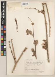 Image result for Eminia antennulifera