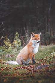 Fox wallpapers, backgrounds, images 1366x768— best fox desktop wallpaper sort wallpapers by: Fox Wallpapers Free Hd Download 500 Hq Unsplash