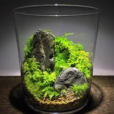 Complete Guide To Terrarium Garden How To Plant A Terrarium In 2020 Terrarium Moss Plant Beautiful Terrariums