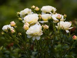 Thankfully, mother nature does not disappoint us with a wide array. 10 Of The Best Perennials To Plant In Canada Chatelaine