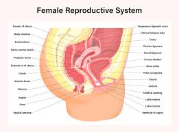 • annotate diagrams of the female reproductive system to show names of structures and their functions. Female Reproductive System 1419769 Vector Art At Vecteezy
