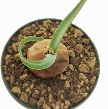 Image result for Cyrtanthus galpinii