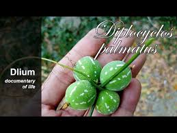 Image result for Diplocyclos palmatus
