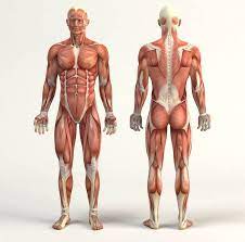Anatomical Position Human Muscle Anatomy Body Anatomy Human Anatomy Drawing