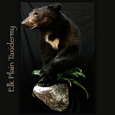 Black Bear Half Mount Black Bear Half Lifesize Mounted By Elk Plain Taxidermy Bear Mounts Black Bear Taxidermy Display