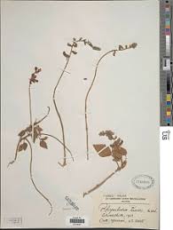 Image result for Rhynchosia luteola