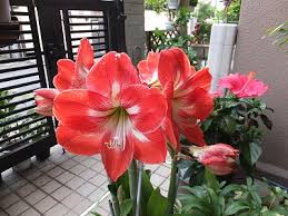 アマリリスの鉢植えの育て方 毎年華麗に花を咲かせるコツ