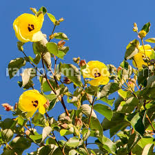 Image result for Hibiscus tiliaceus