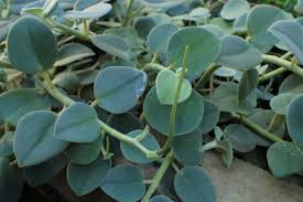 Image result for Peperomia abyssinica