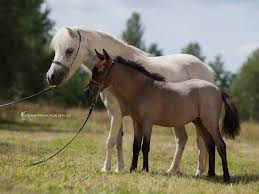 How much a horse cost. How Much Does An American Miniature Horse Cost
