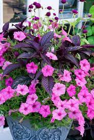 Flowersgardenlove Strobilanthes Dyeria Beautiful Gorgeous Pretty Flowers Container Flowers Container Gardening Flowers Flower Pots