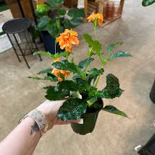 Image result for Crossandra