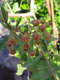 Image result for Lawsonia inermis