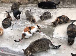 Sokak Kedisi Denizseckin Twitter