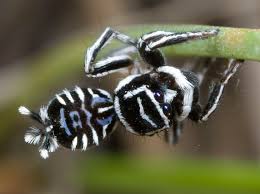 It stopped because i giggled. 5 Flashy Facts About Peacock Spiders Mental Floss