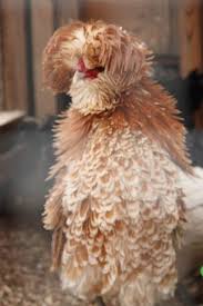 Maybe you would like to learn more about one of these? Crested Polish Chickens Male Vs Female Colors And Care Pethelpful