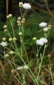 Image result for Erlangea