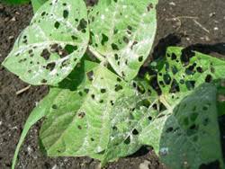 Pick one of these control and prevention methods to deter the pest from thriving on your plants: Step 8 Control Pests Illinois Vegetable Garden Guide University Of Illinois Extension