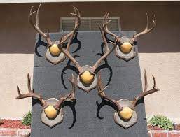 Solid black walnut antler mount plaque. How To Mount Deer Antlers Crown Mount Youtube