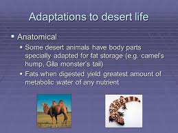It is different to other ruminants in having two front teeth in the upper jaw. Water Balance In Terrestrial Animals Ppt Download