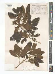 Image result for Vitex obovata