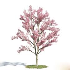 3d Cassia Bakeriana Tree Model 379 Free Download Tree Photoshop Trees To Plant Plants Grown In Water