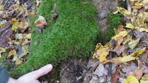 Mit moos als bastelmaterial liebäugle ich schon eine ganze weile, denn es bringt nicht nur natur pur sondern auch grüne energie ins wohnzimmer. Moos Fur Dekoration Selber Sammeln Youtube