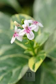 Image result for Kalanchoe latisepala