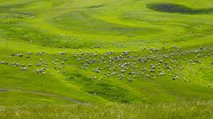 Unfortunately, due to historical events and their lack of political power at the time, they could not stay together as one nation. Inner Mongolia Sees Record High Vegetation Coverage For Grasslands Cgtn