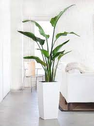 Including house plants brings a breath of life and pops of color to break up the textured but neutral palette of the room. Bird Of Paradise Large Houseplant Huge Houseplants That Make A Statement Blog Large Indoor Plants Tall Potted Plants Tall Indoor Plants