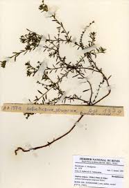 Image result for Euploca strigosa