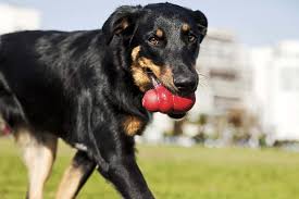 Dog puzzle toys are so great at relieving dog boredom that they are often the first port of call for dog behaviorists when recommending how to deal with a dog's destructive tendencies. 9 Best Dog Puzzle Toys For Bored Dogs 2021 Reviews